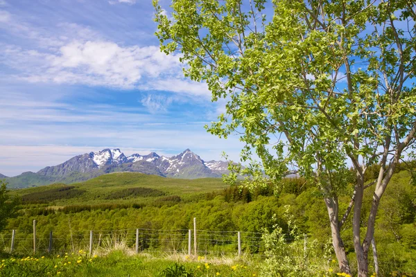 Sommer in Norwegen — Stockfoto