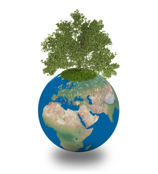 Oak tree on planet Earth — Stock Photo, Image