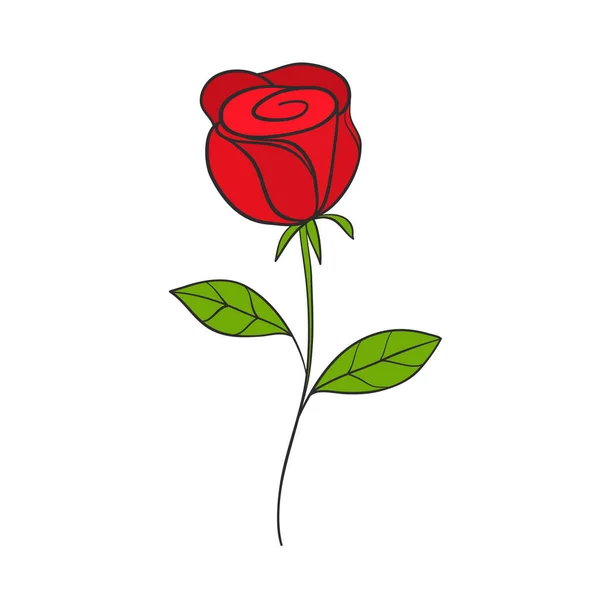 Rosa Roja Dibujada Mano Para Diseño Tarjetas Amor — Vector de stock