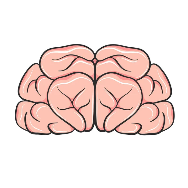 Cerebro Humano Estilo Dibujos Animados Para Diseño — Vector de stock