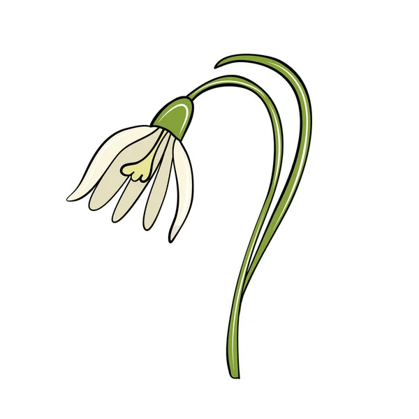 Перша Біла Весна Квітка Снігу Рука Намальована Мультиплікаційному Стилі Дизайну — стоковий вектор