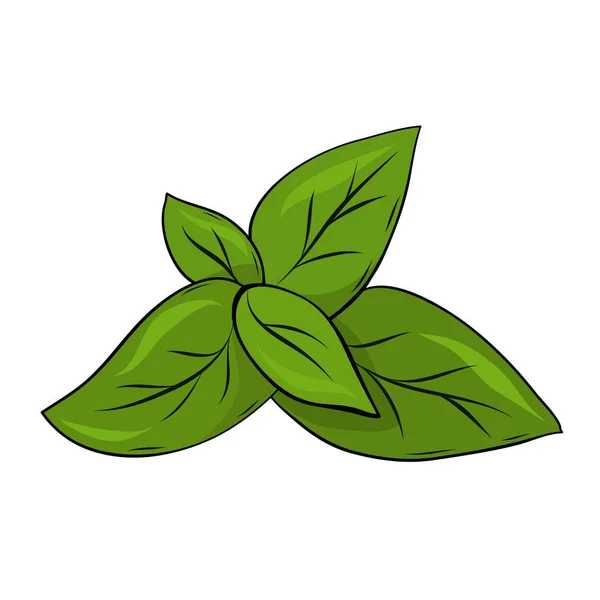 Feuilles Menthe Herbe Pour Conception Carte Alimentaire — Image vectorielle