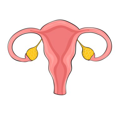 Tıbbi tasarım için karikatür biçiminde kadın üreme sistemi