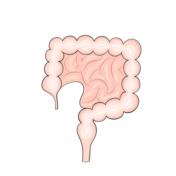 Intestins Humains Dans Style Dessin Animé Pour Conception Médicale — Image vectorielle