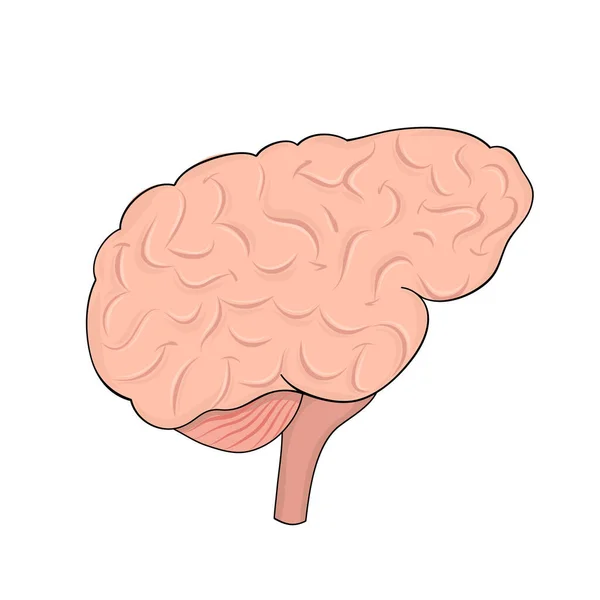 Cerebro Humano Estilo Dibujos Animados Para Diseño Médico — Vector de stock