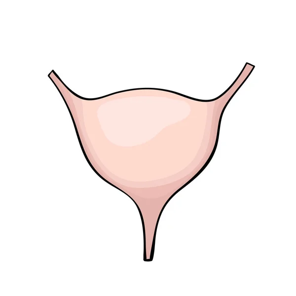 医療デザインのための漫画スタイルのヒト膀胱 — ストックベクタ