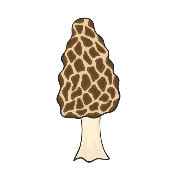 Morel Tangan Jamur Digambar Untuk Desain - Stok Vektor