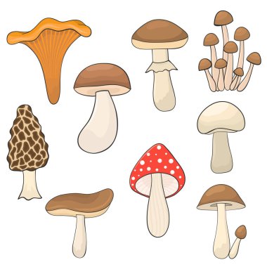 Set of different mushrooms hand drawn for design 