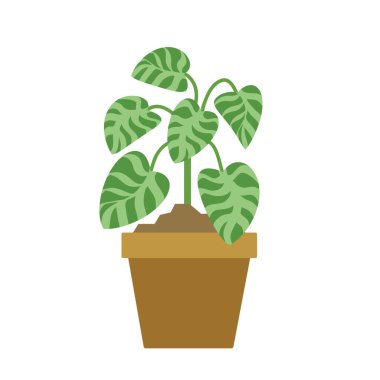 tencerede Ficus çiçek