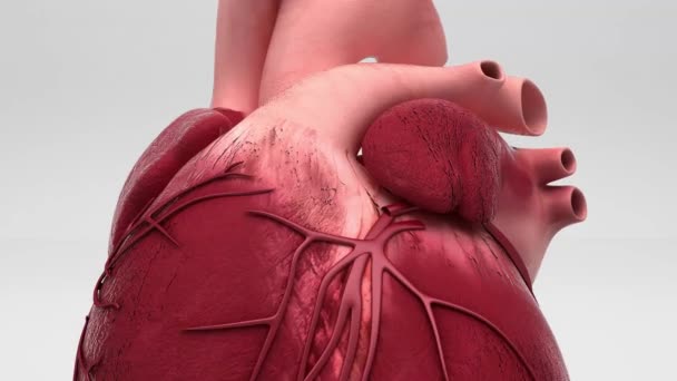 Візуалізація Людського Серця Ізольована Білому Тлі Рендеринга Ілюстрація — стокове відео