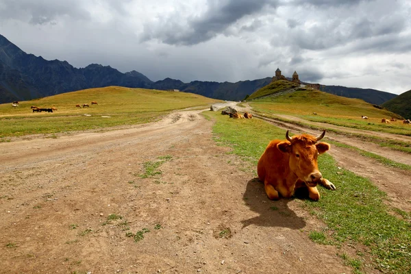 Корова на горном лугу — стоковое фото