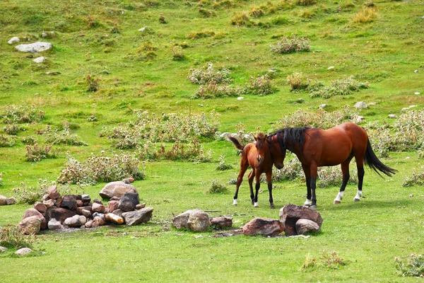 Horse with a foal — Stock Photo, Image