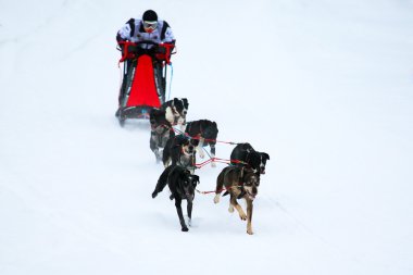 taslak köpek yarışı