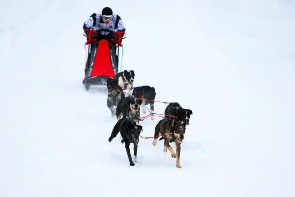 Carrera de perros de tiro — Foto de Stock