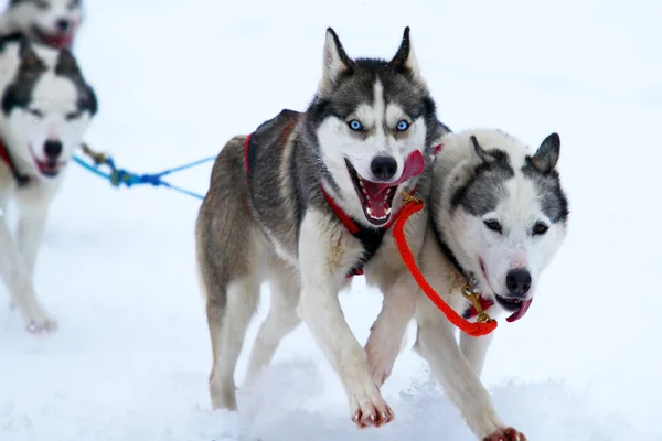 Course de chiens de trait — Photo