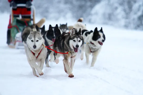 Carrera de perros de tiro — Foto de Stock