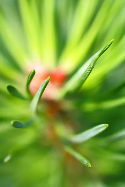 Pine needles close up — Stock Photo, Image