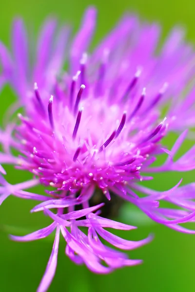 Flor floreciente de cerca —  Fotos de Stock