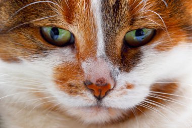 Bir kedinin portresi