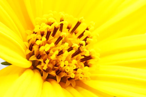 Girasol flower close up — Stock Photo, Image