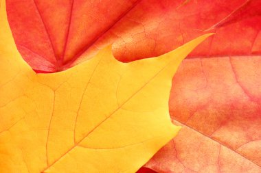 akçaağaç yaprağı yakın çekim