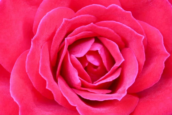 Rose close up — Stock Photo, Image