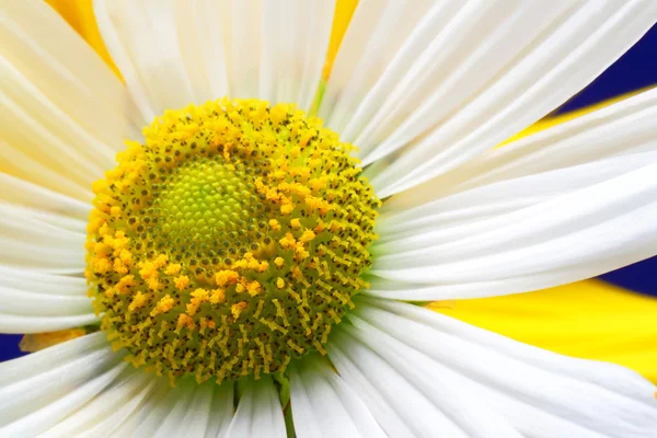 Kwiat rumianku z bliska — Zdjęcie stockowe