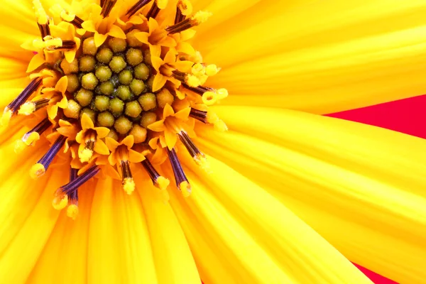 Girasol flower close up — Stock Photo, Image