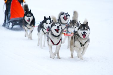 taslak köpek yarışı