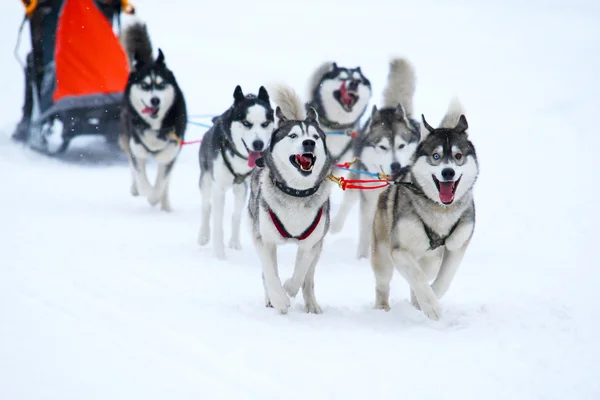 Carrera de perros de tiro — Foto de Stock