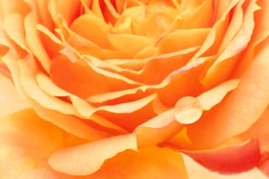 çiy damlaları yakın çekim ile Sarı Gül