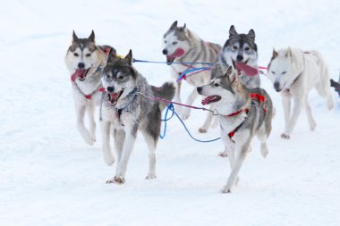 taslak köpek yarışı