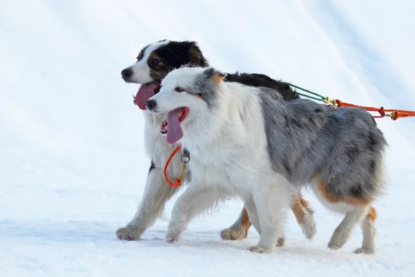 Carrera de perros de tiro — Foto de Stock