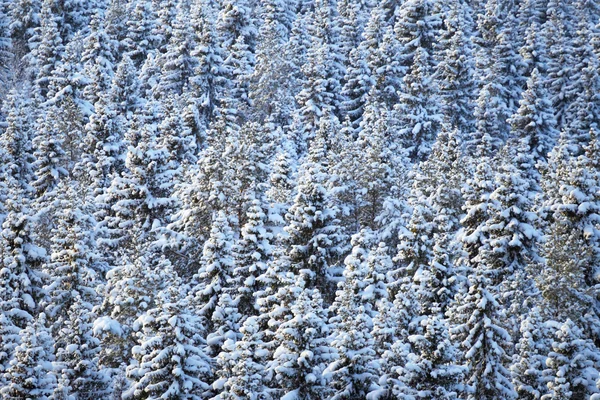 Foresta invernale di conifere — Foto Stock