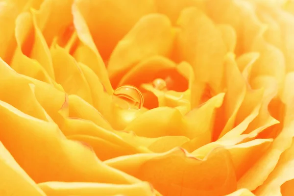 Yellow rose with dew drops close up — Stock Photo, Image