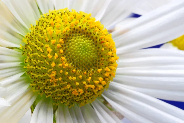 Kwiat rumianku z bliska — Zdjęcie stockowe