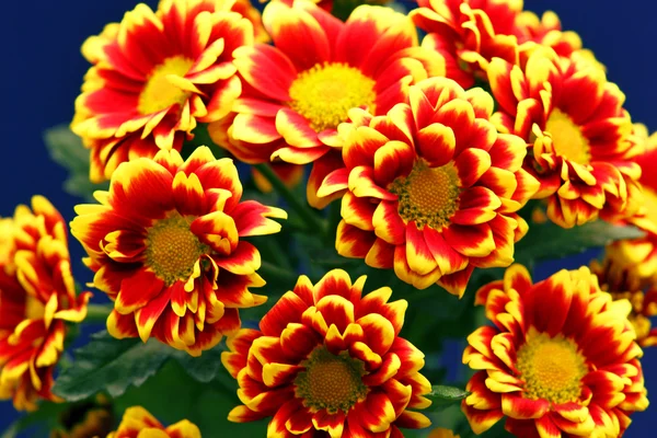 Rode daisy close-up — Stockfoto