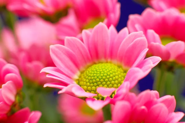 Red daisy close up — Stock Photo, Image