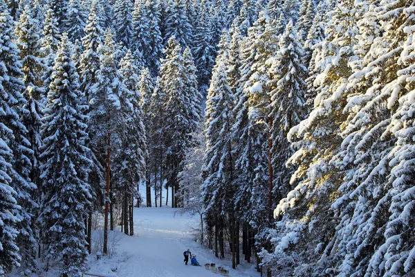 Zimowego lasu iglastego tło — Zdjęcie stockowe