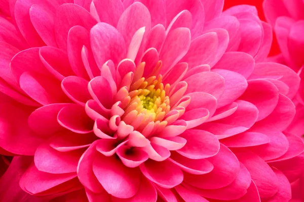 Red flower daisy background — Stock Photo, Image