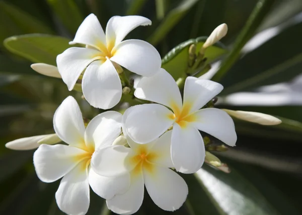 Plumeria kwiaty — Zdjęcie stockowe