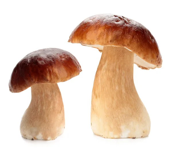 Cep on white — Stock Photo, Image