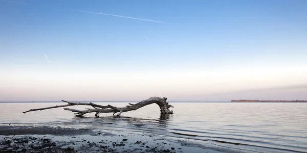 Dry tree in the river — Stock Photo, Image