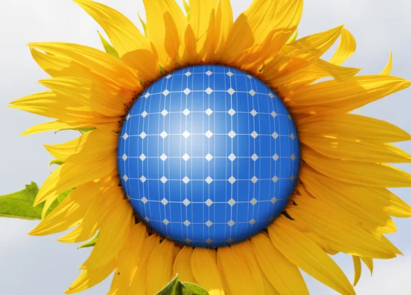 Sunflower — Stock Photo, Image