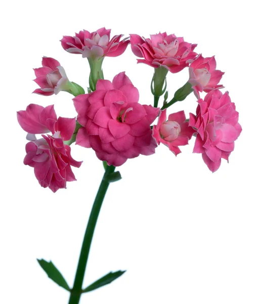 Flores rosadas — Foto de Stock