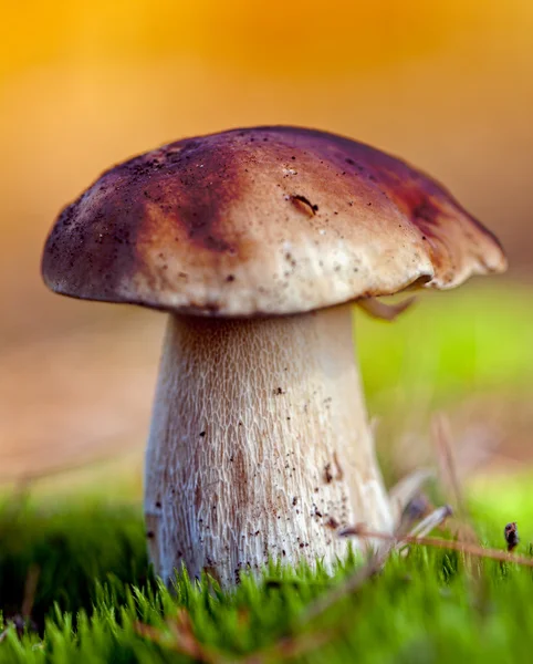 CEP in veld. — Stockfoto