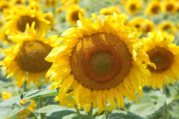 Zonnebloem — Stockfoto