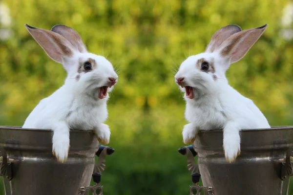 Kaniner – stockfoto