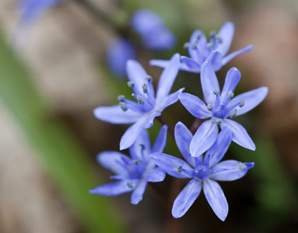 Violet flower. — Stock Photo, Image