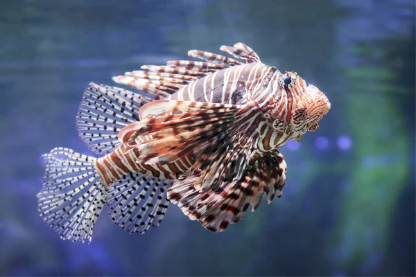 Lionfish. — Stock Photo, Image